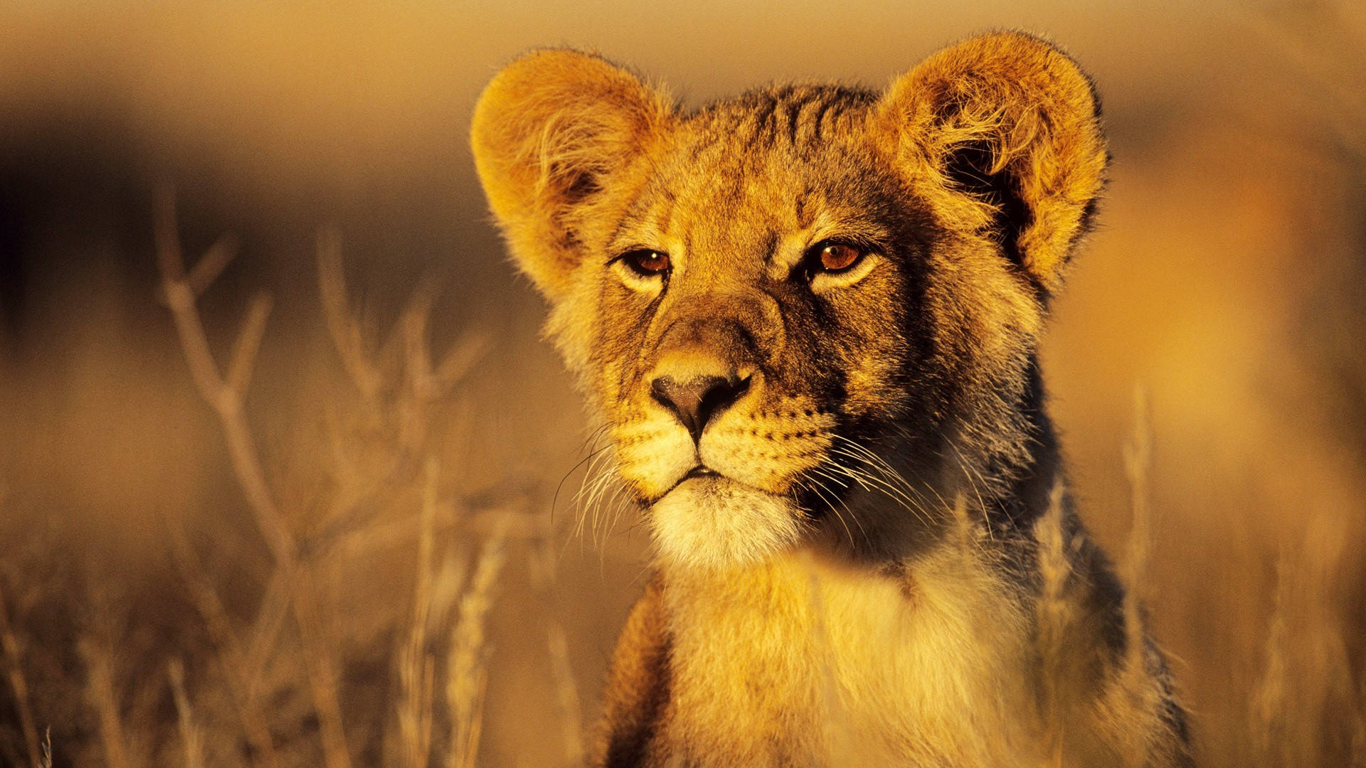 Sunkissed Lion Cub