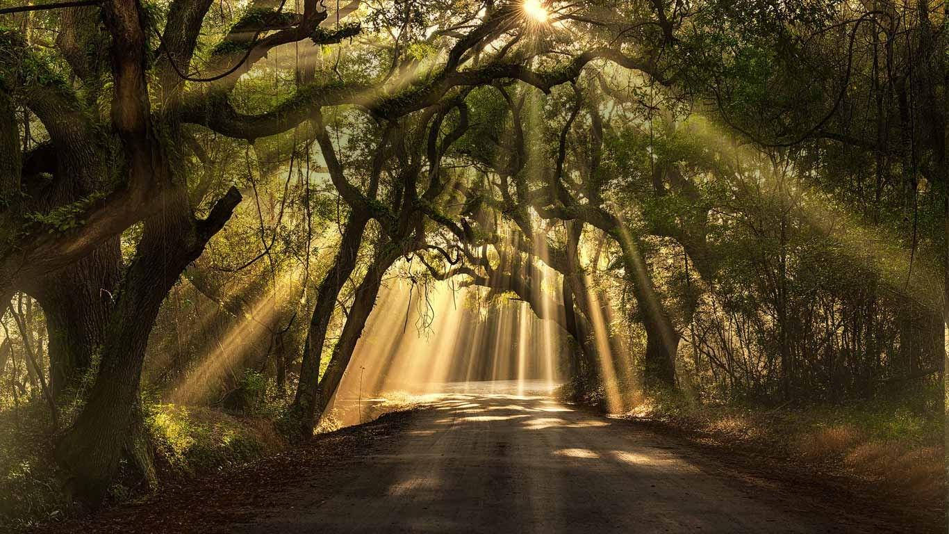 Solstrålaroch Träd Från South Carolina Wallpaper