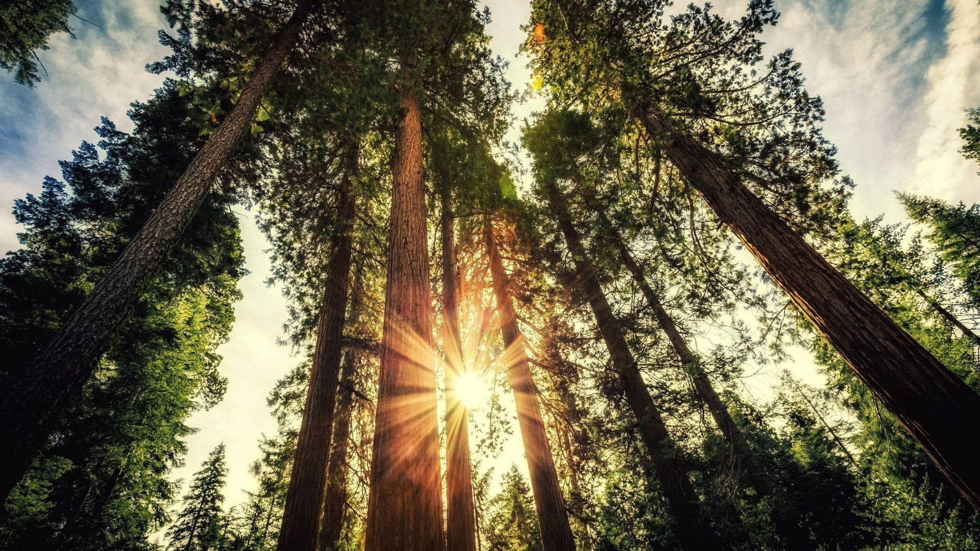 Sunlight In The Redwood Forest Wallpaper