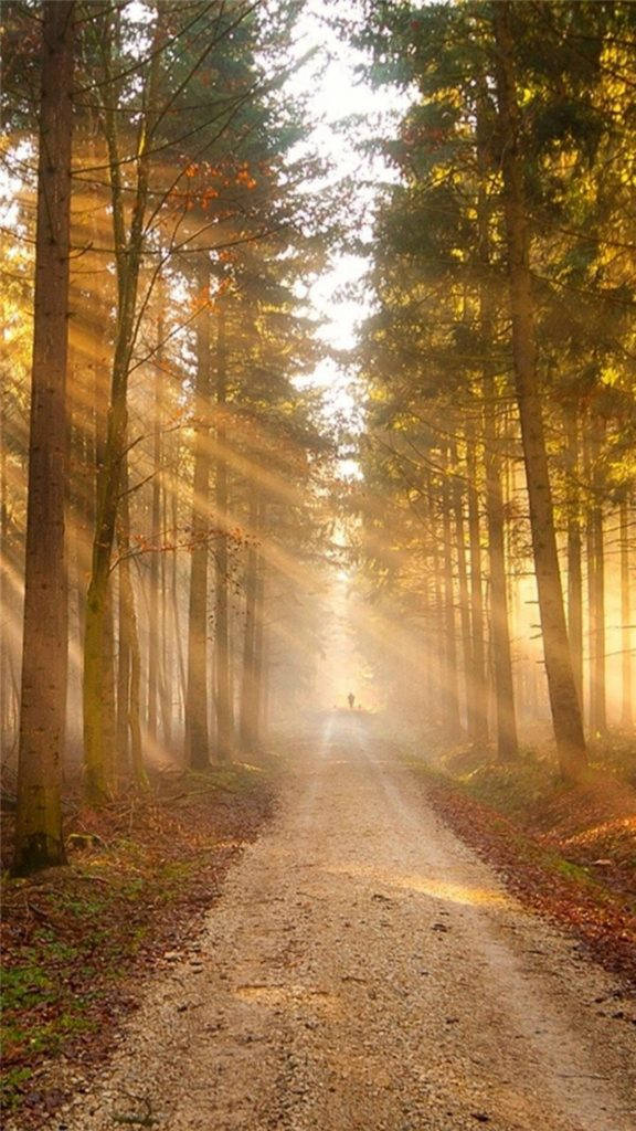 Sunlight In Timber Forest Iphone Wallpaper