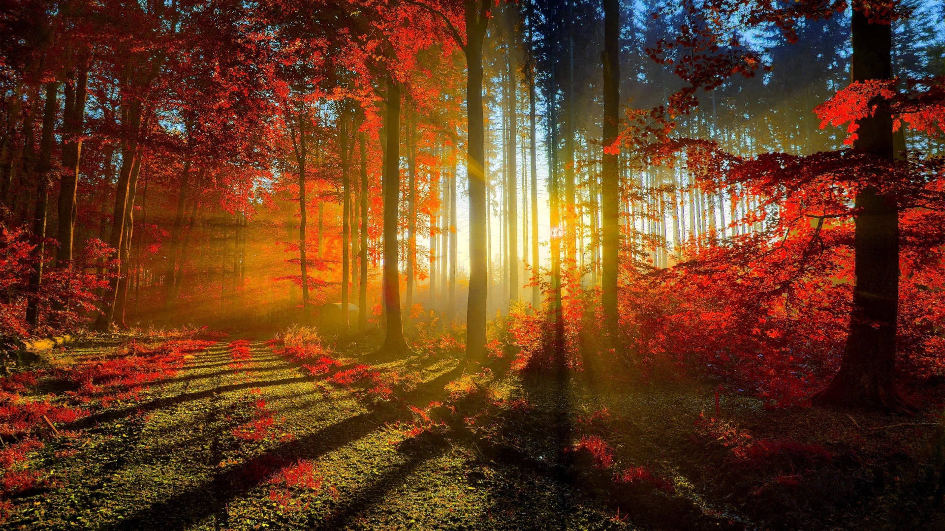 Raggidi Sole Che Brillano Durante L'autunno Sul Macbook Sfondo
