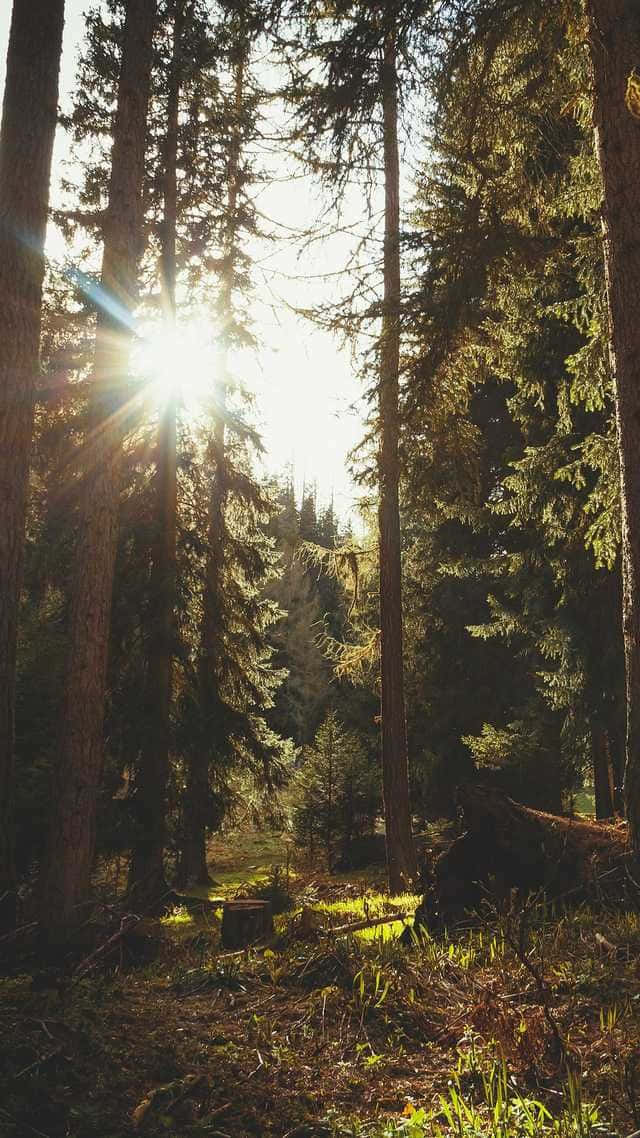 Sunlight Through Forest Trees.jpg Wallpaper