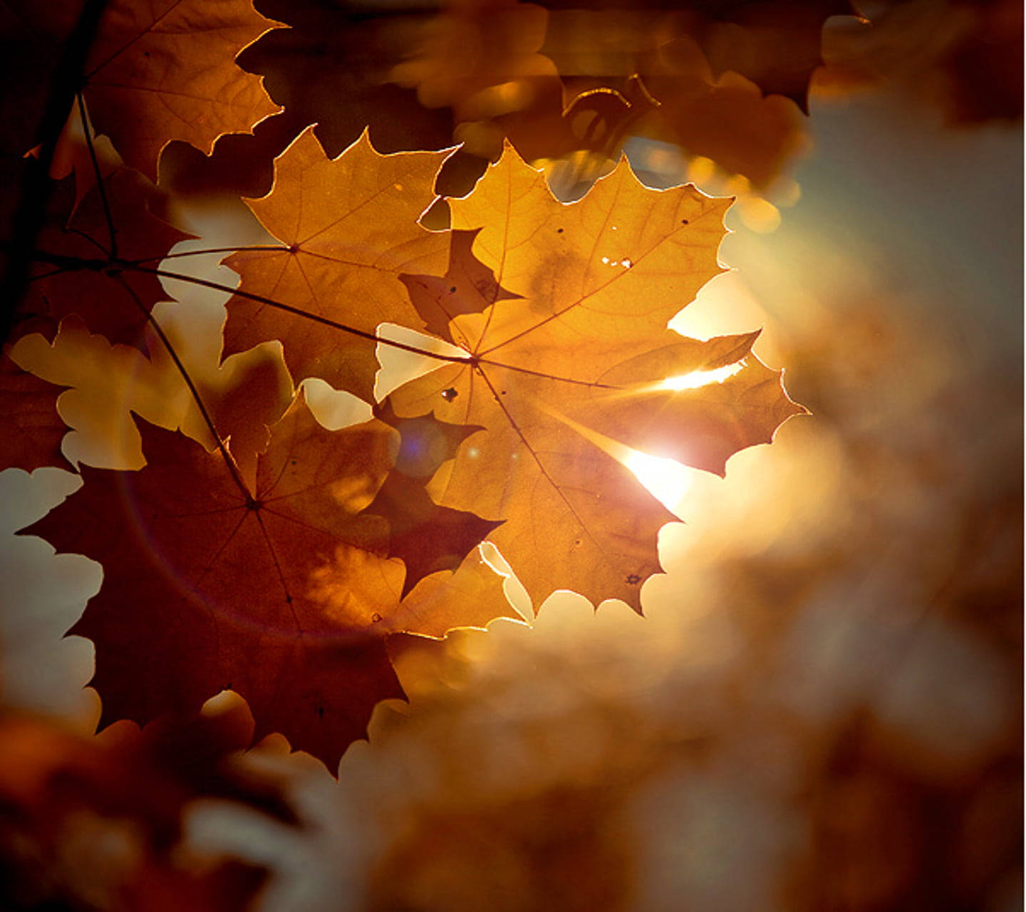 Sunlight Through Maples Leaves Wallpaper