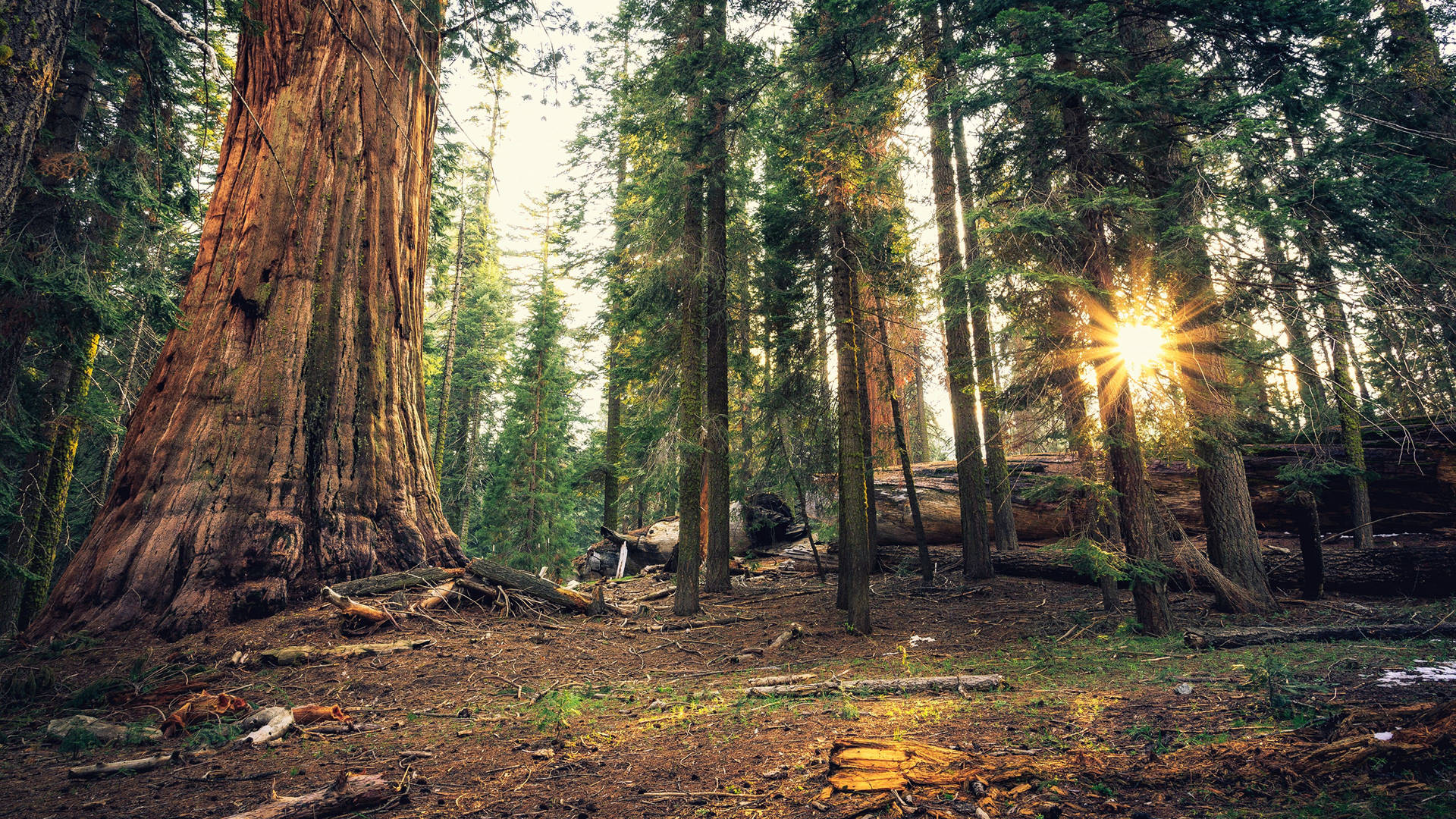 Sunlight Through Sequoia National Park Wallpaper