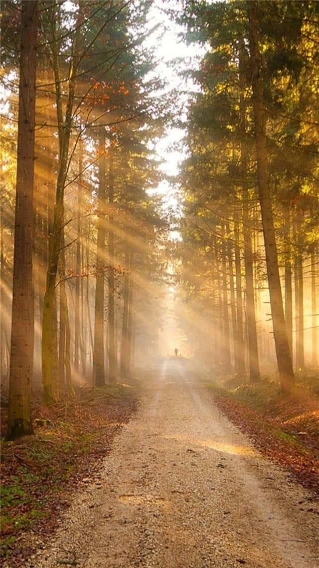 Sunlight Through The Path In The Woods Wallpaper
