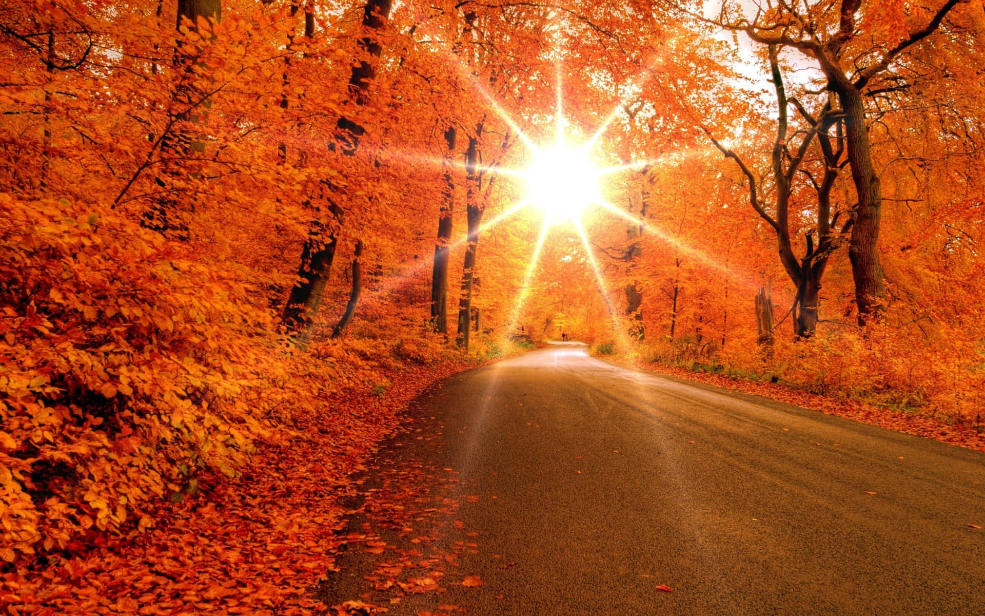 Sunlit Autumn Road Wallpaper