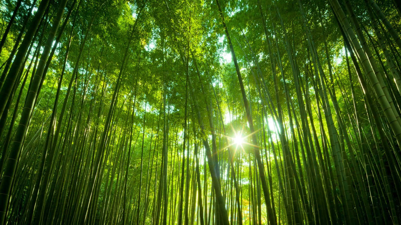 Sunlit_ Bamboo_ Forest_ Glade_ H D Wallpaper