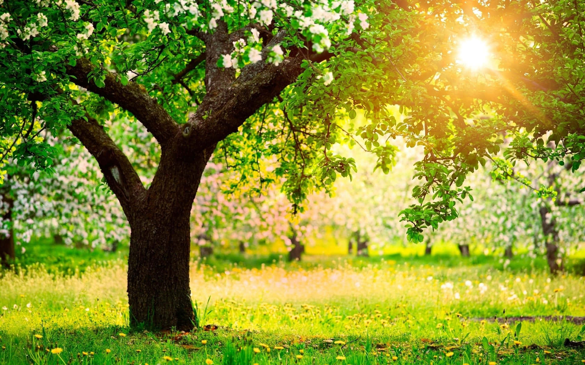 Zonovergoten Bloeiende Boomgaard Lente Achtergrond