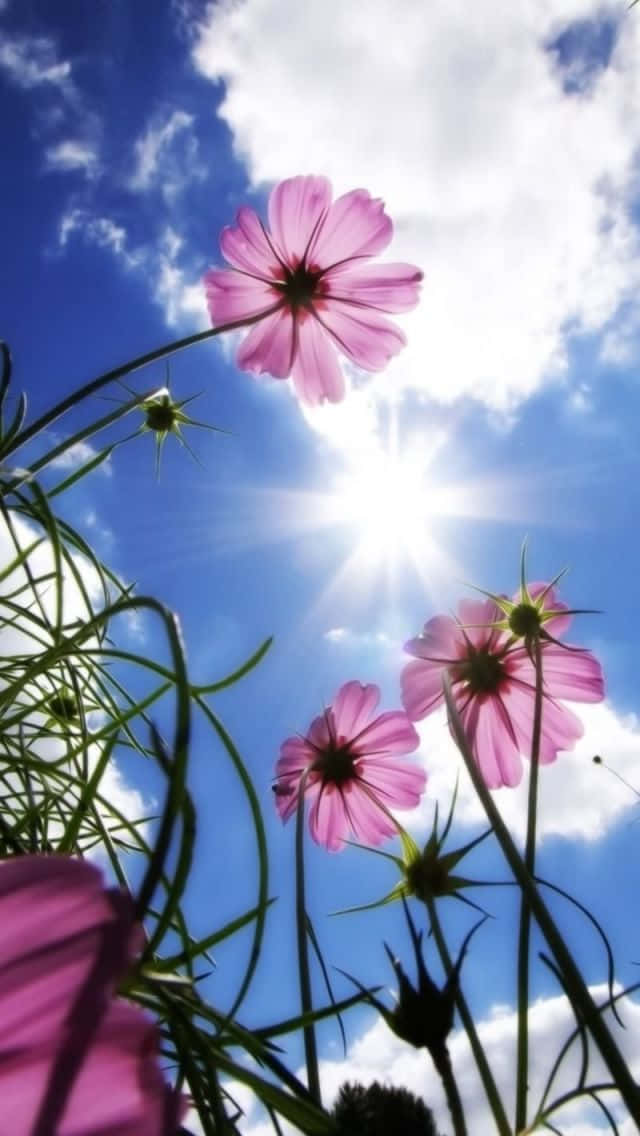 Sunlit Cosmos Flowers Ant's Perspective Wallpaper