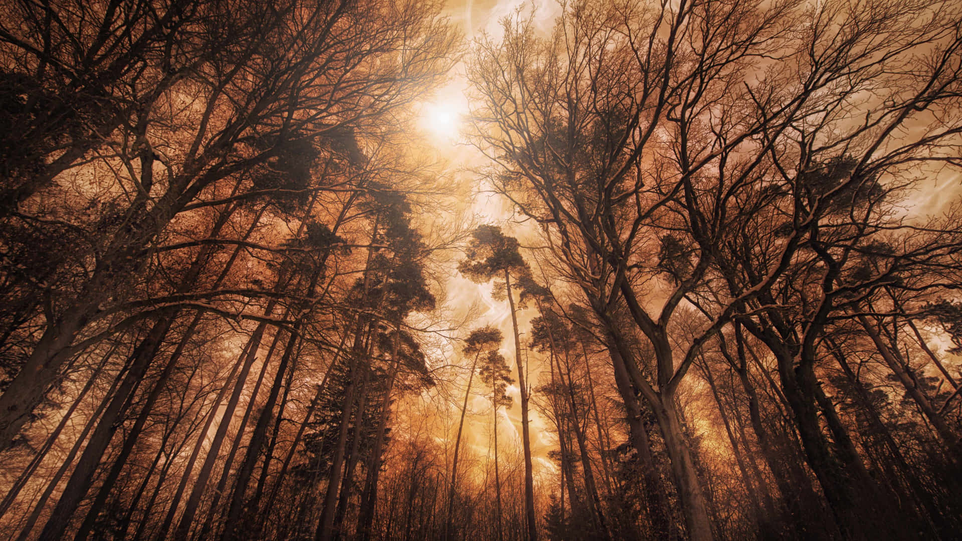 Sunlit Forest Canopy Aesthetic Wallpaper