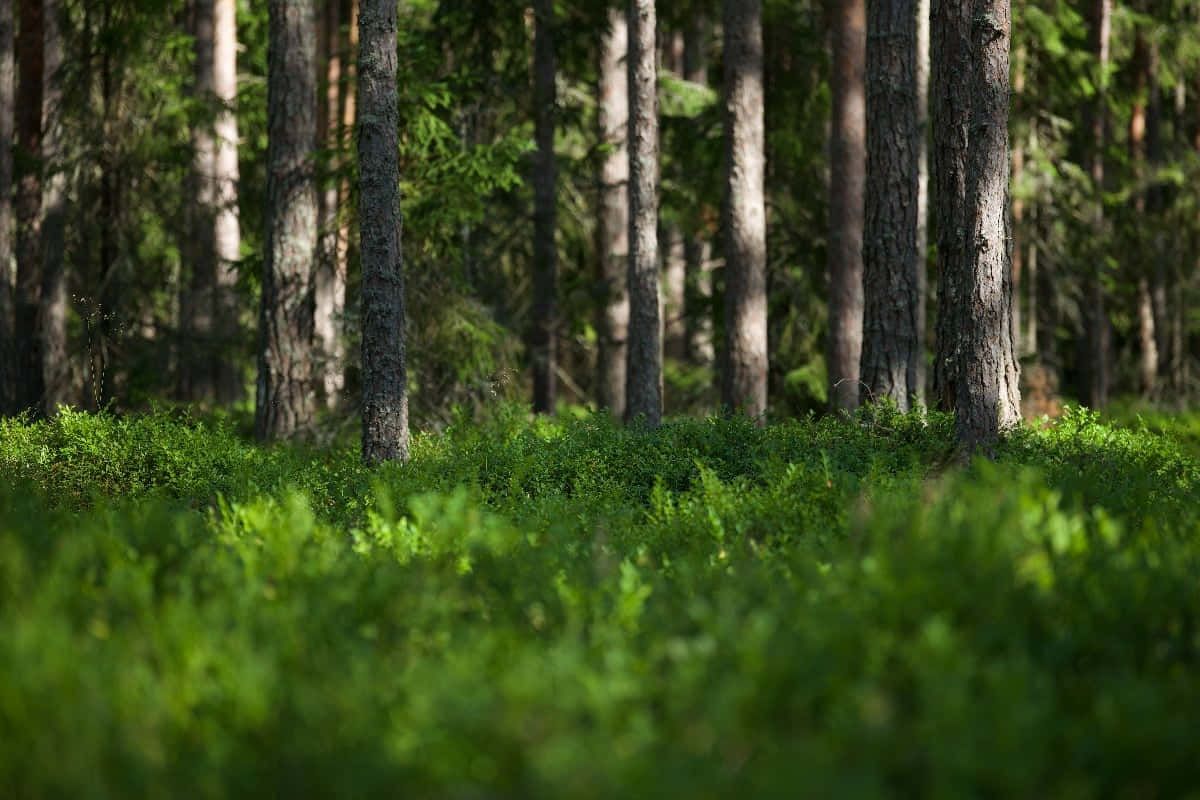 Sol De La Forêt Ensoleillé Et Pins Fond d'écran