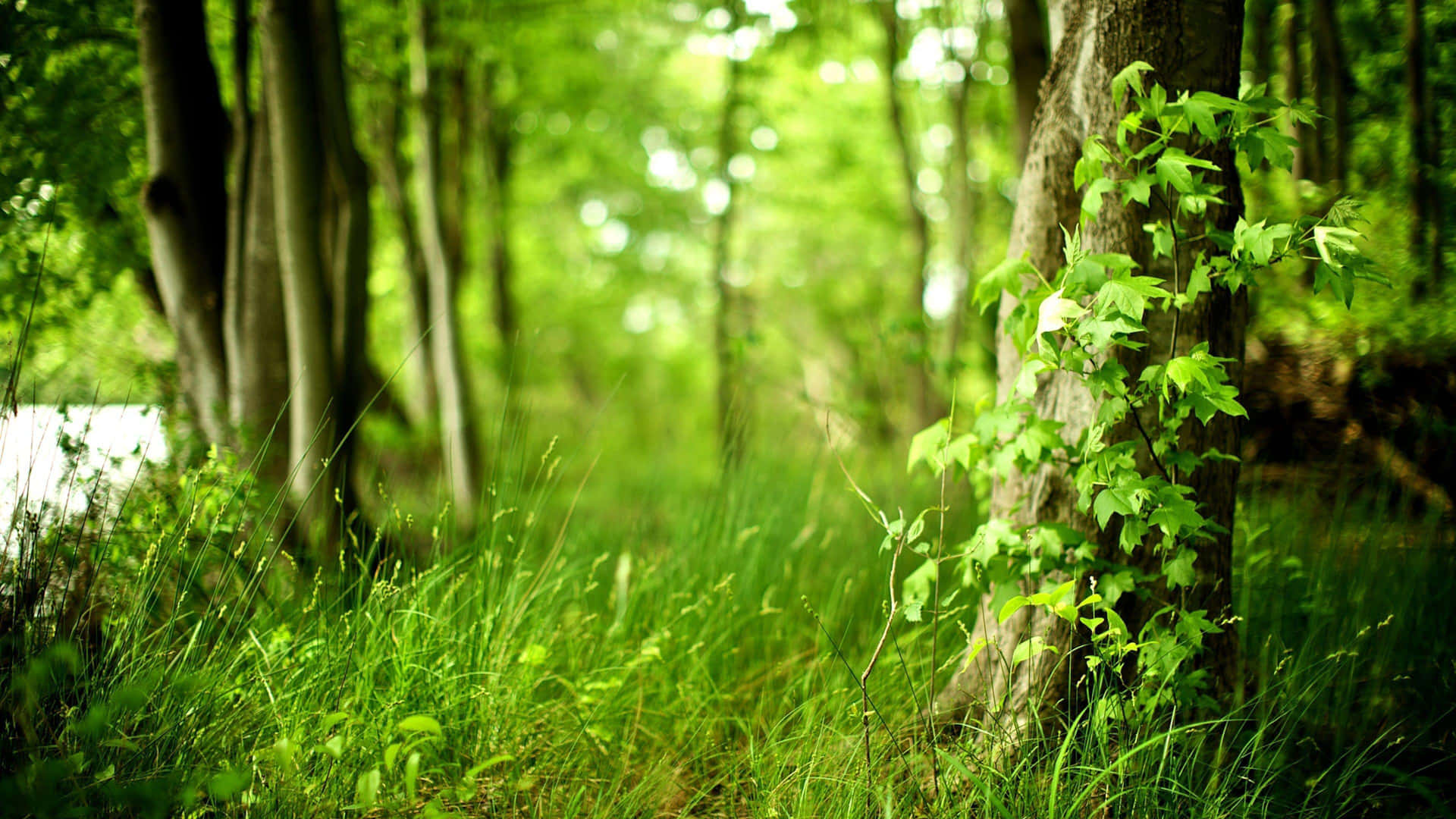 Zonovergoten Bos Open Plek 4k Achtergrond