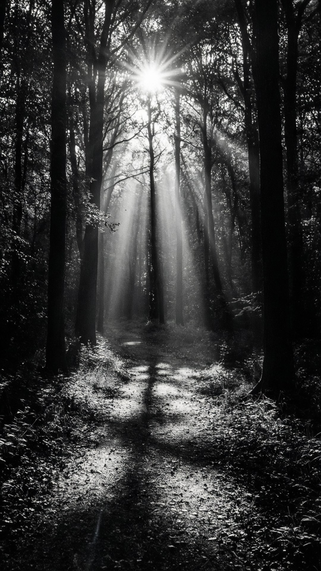 Sentier forestier ensoleillé Fonds d'écran — Une scène mystique de forêt en noir et blanc avec des rayons de soleil.