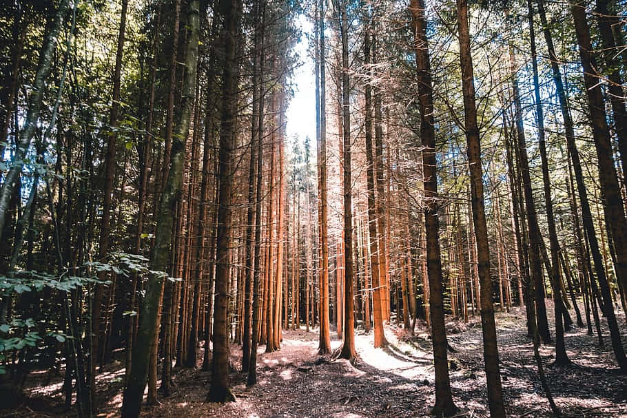 Sunlit Forest Path Frauenfeld Wallpaper