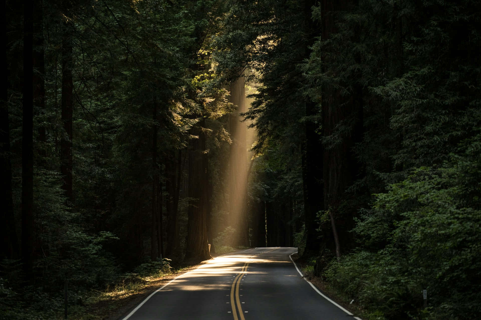 Sunlit Forest Road Sunshine Aesthetic Wallpaper