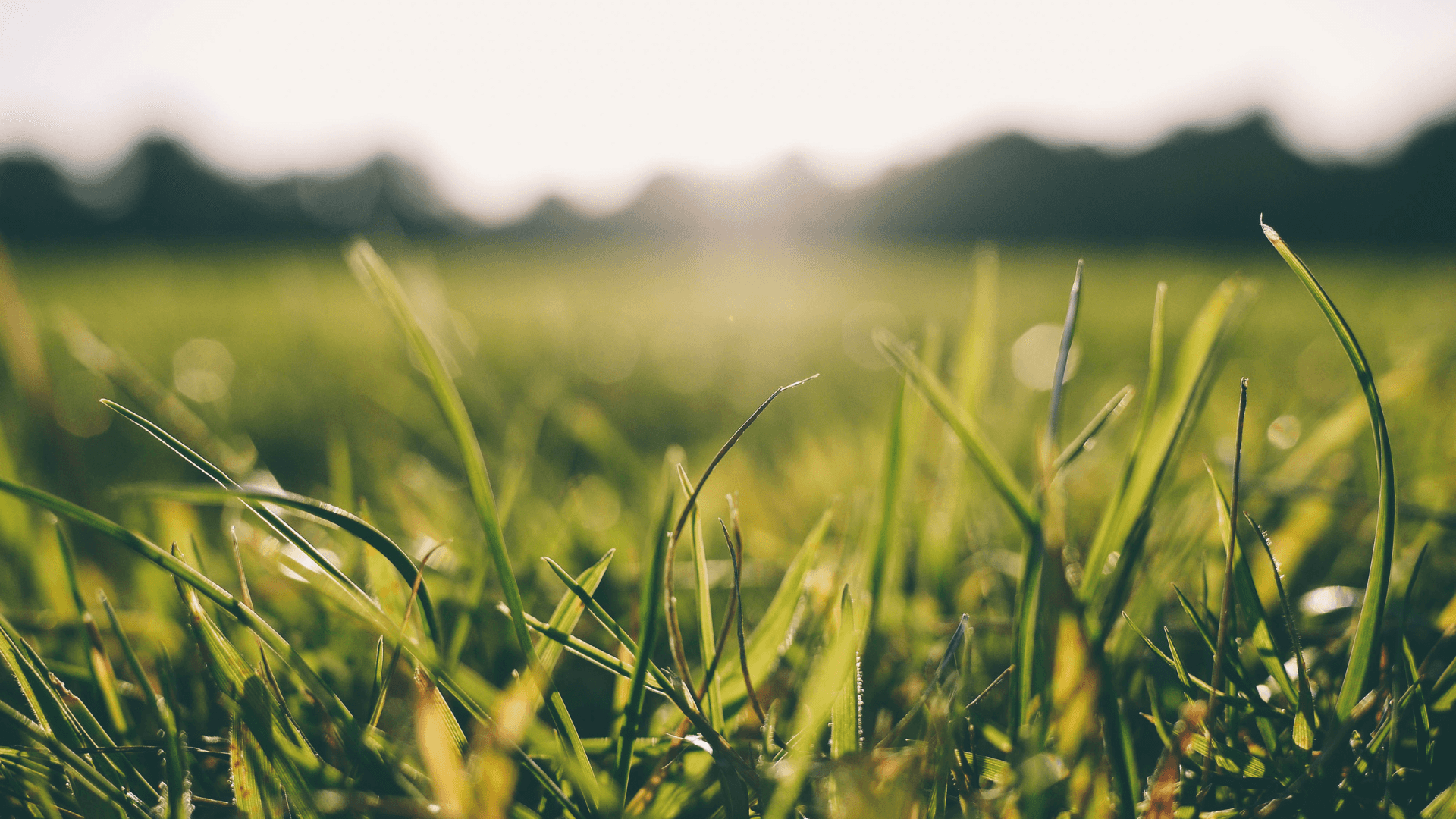 Sunlit Green Grass Field