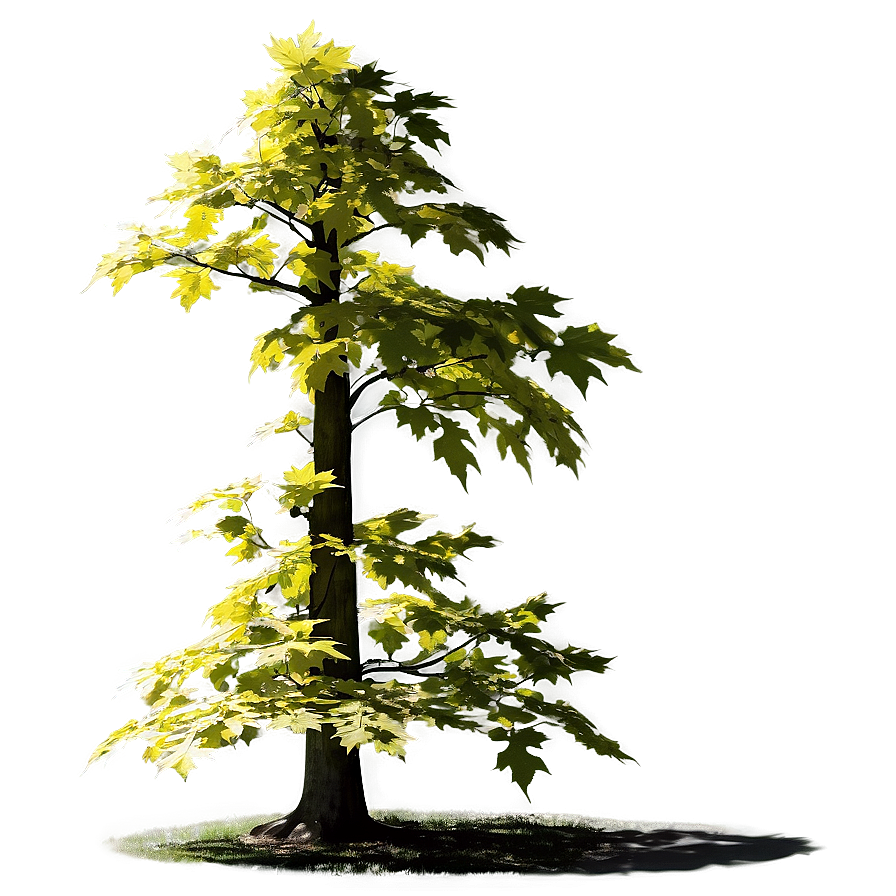 Sunlit Maple Tree Tranquility Png 06122024 PNG