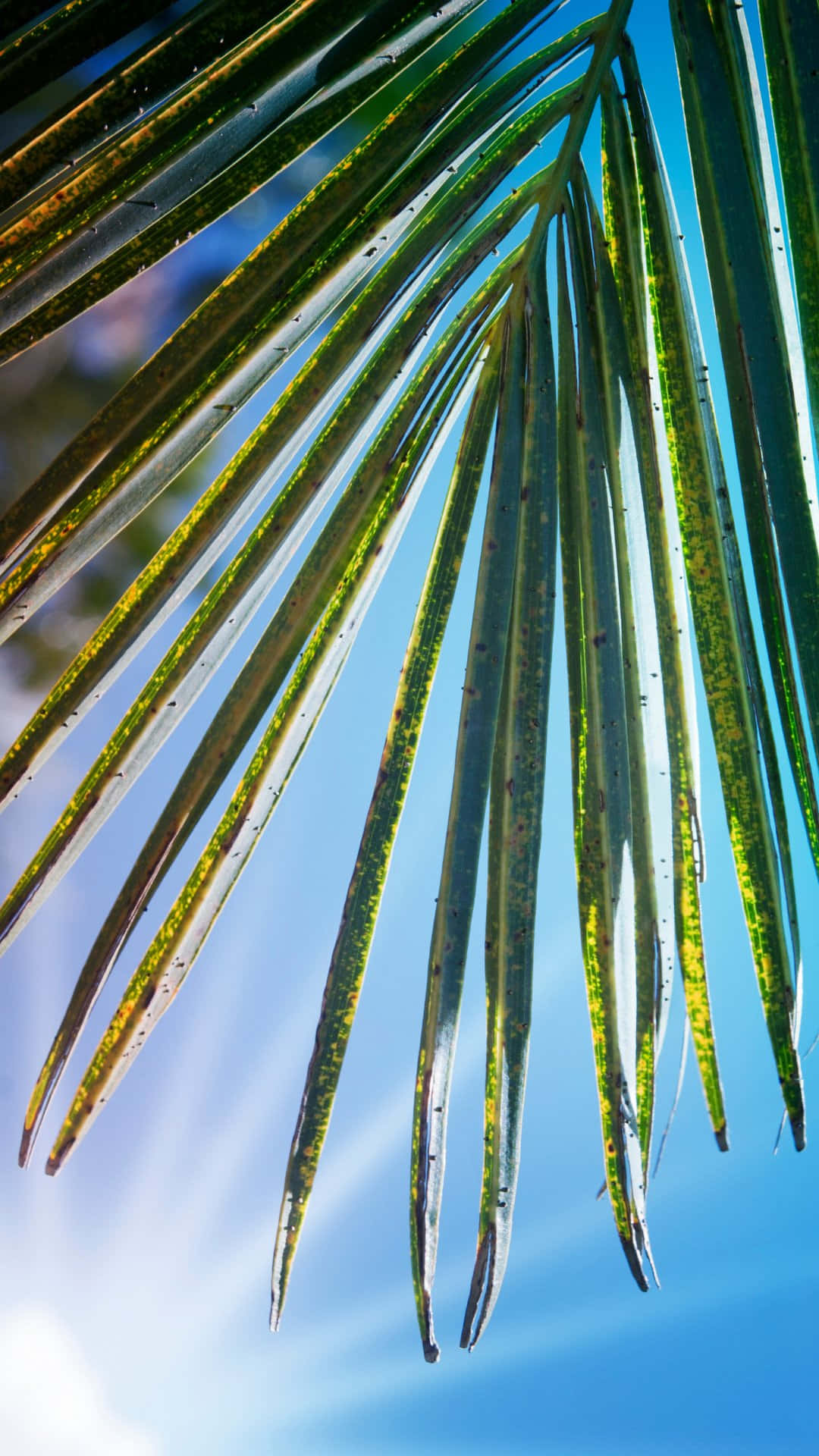 Sunlit Palm Frond Under Blue Sky Wallpaper