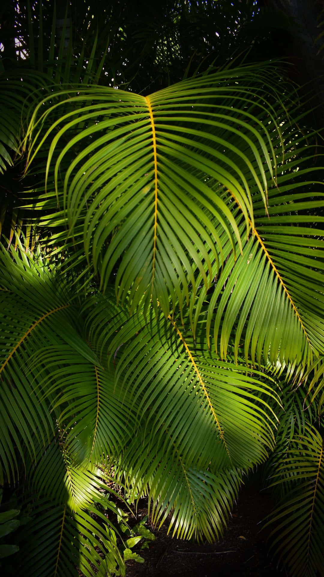 Sunlit Palm Frondin Tropical Garden.jpg Wallpaper