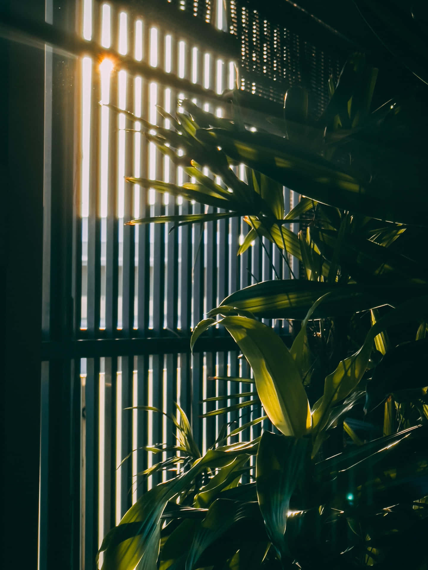 Sunlit Plantand Blinds Vintage Green Aesthetic Wallpaper