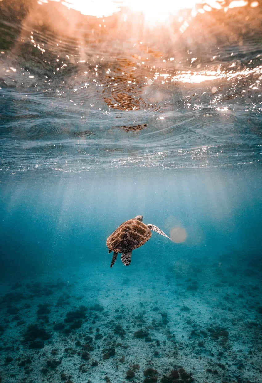 Sunlit Sea Turtle Swimming Wallpaper