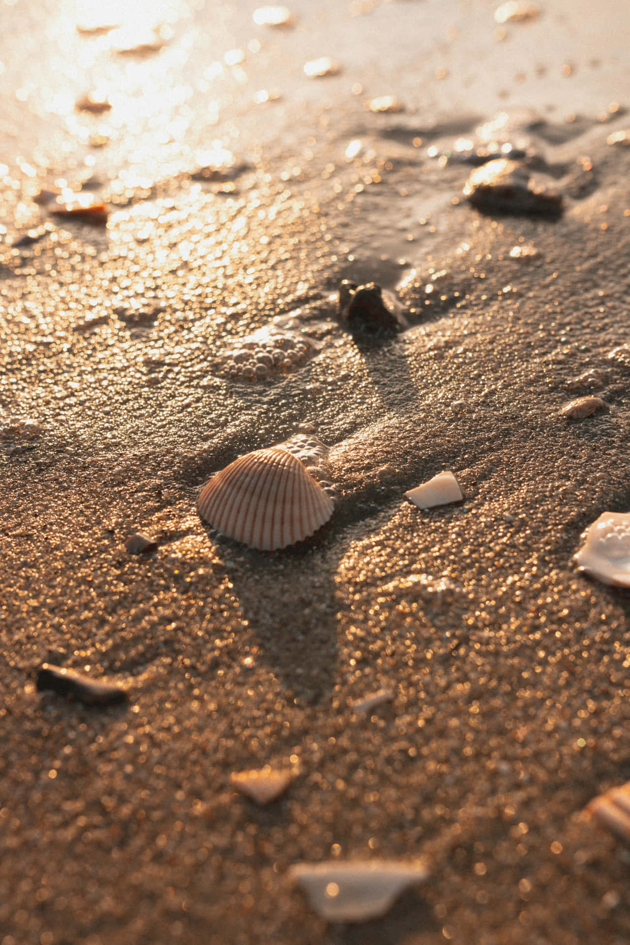 Sunlit Seashellon Sandy Beach Wallpaper