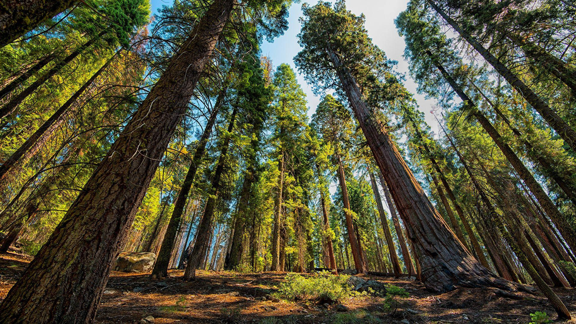 Sunlit Sequoia National Park Wallpaper