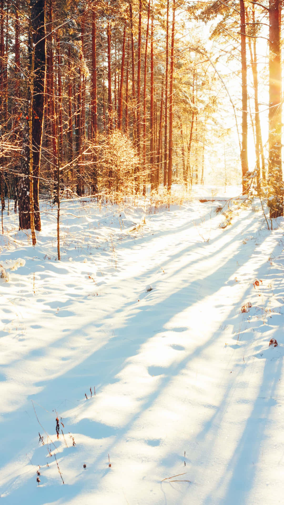 Sunlit Snowy Forest Path.jpg Wallpaper