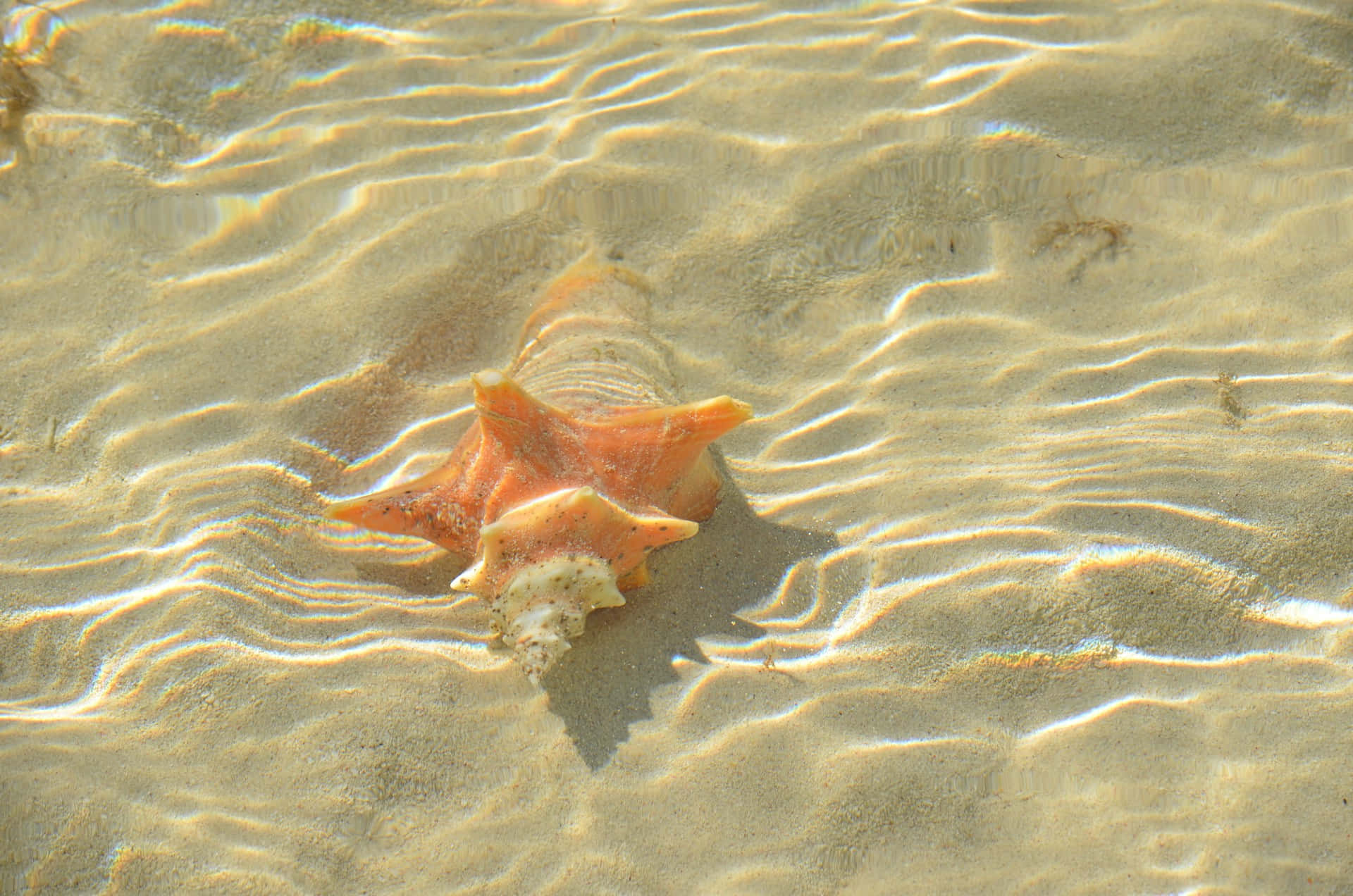 Sunlit Starfish Underwater Sand Ripples.jpg Wallpaper