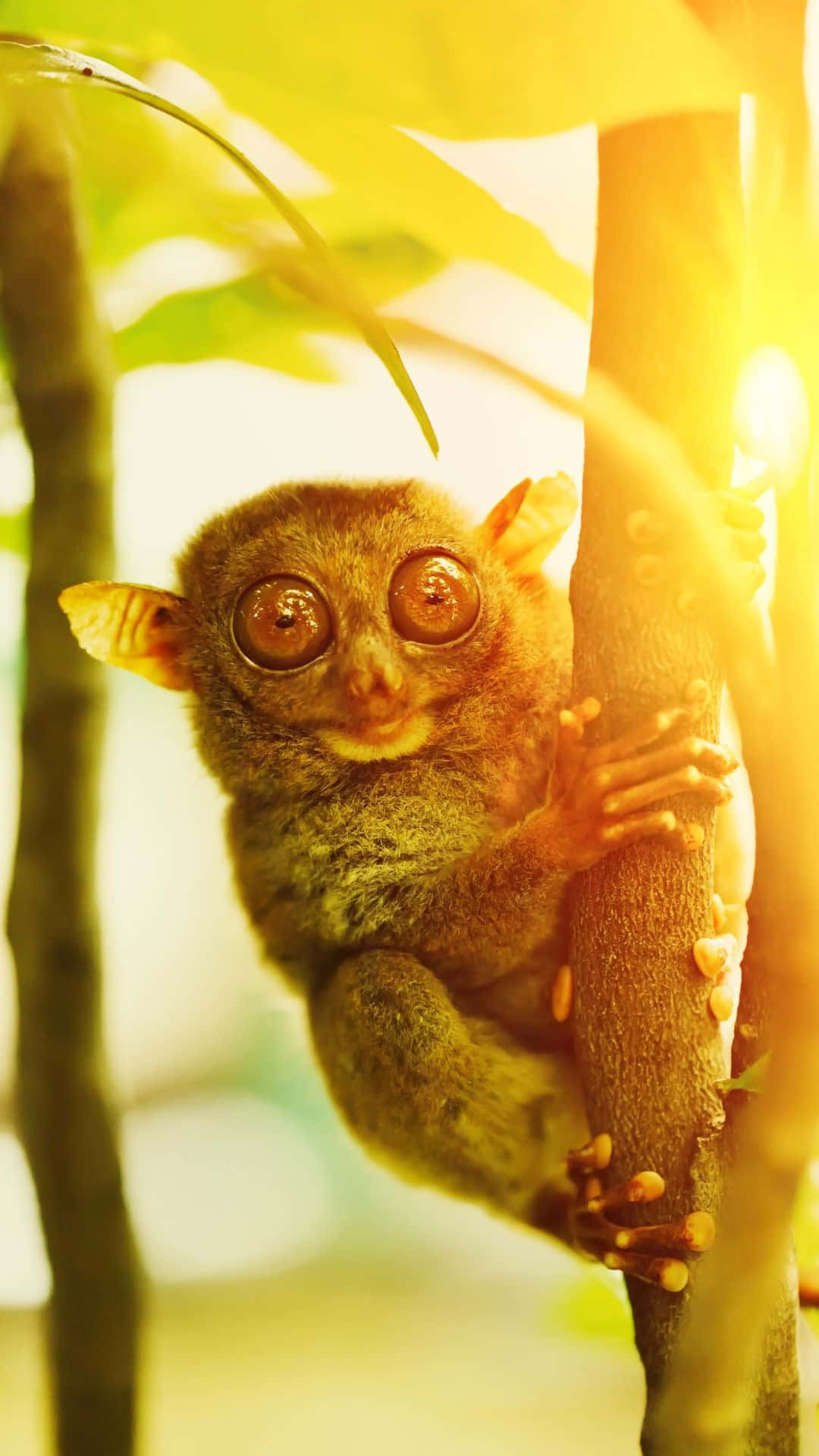 Tarsier Baigné De Lumière Sur Un Arbre.jpg Fond d'écran