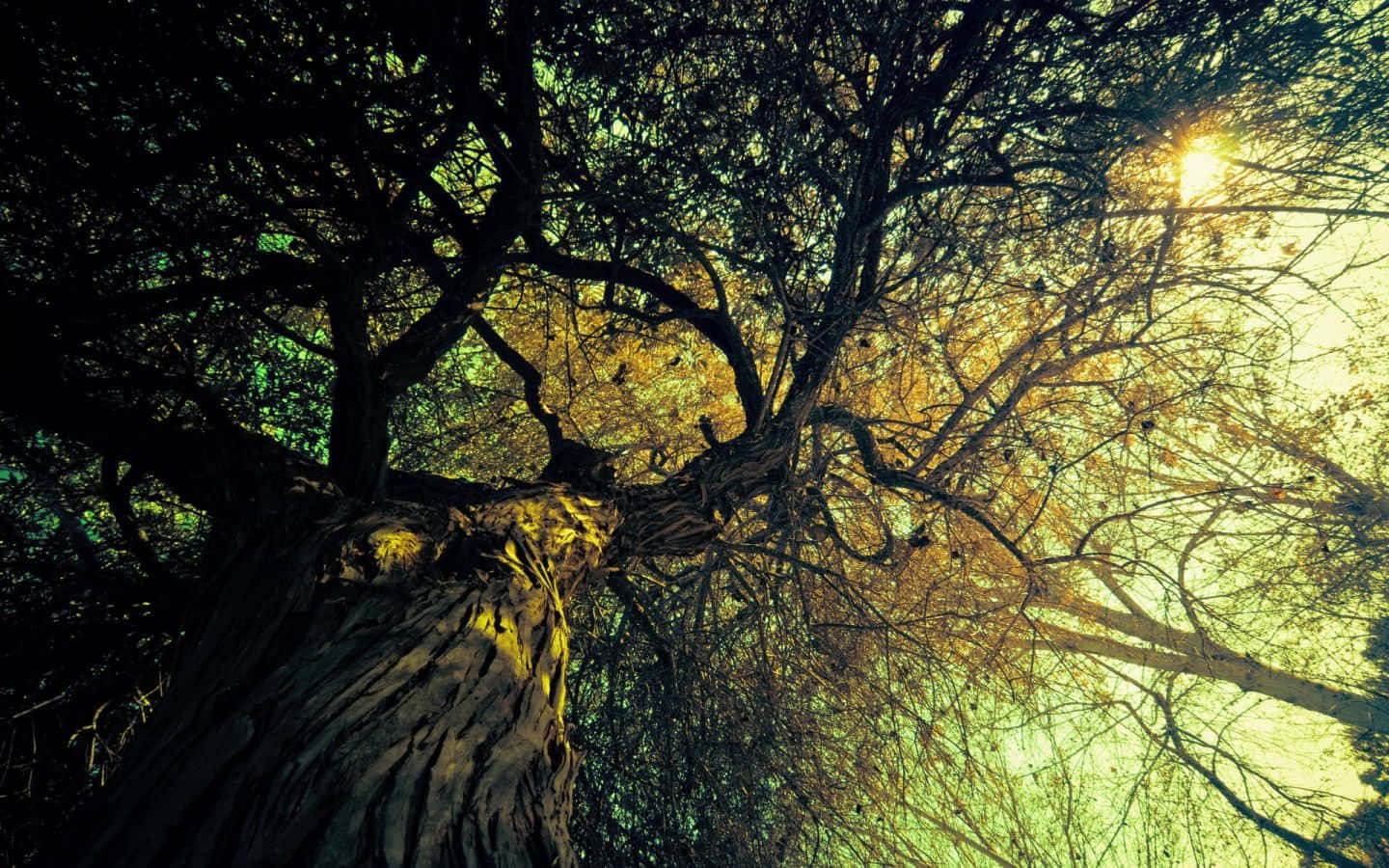 Sunlit Tree Canopy Woodland Scene Wallpaper