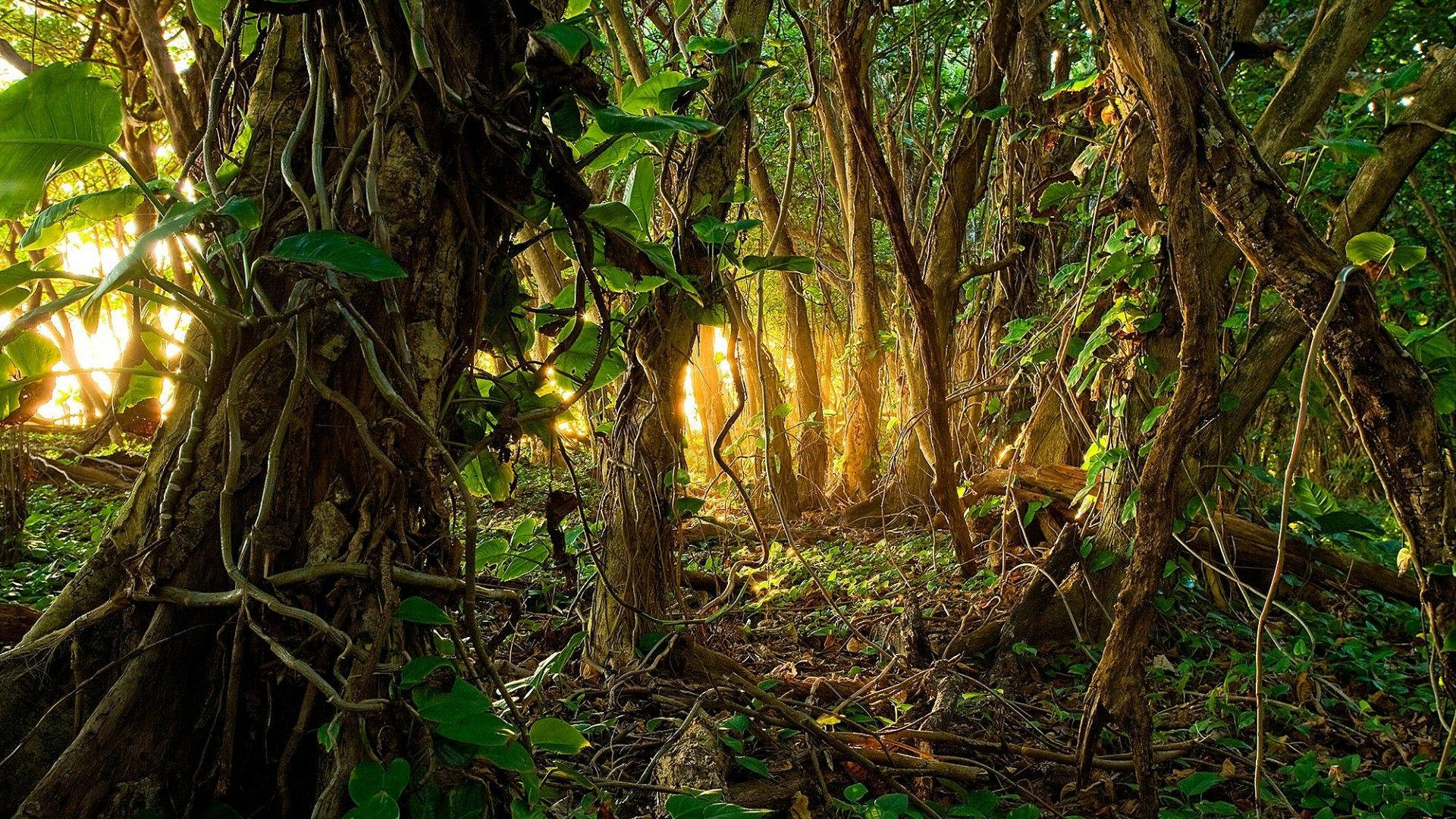 Explore the beauty of a sunlit tropical jungle Wallpaper