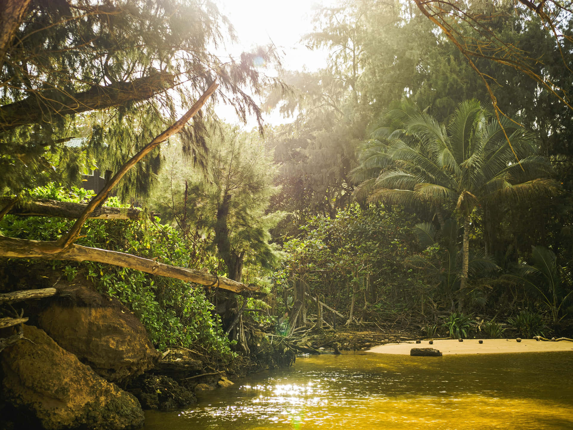 Sunlit_ Tropical_ Riverbank_ Scene Wallpaper