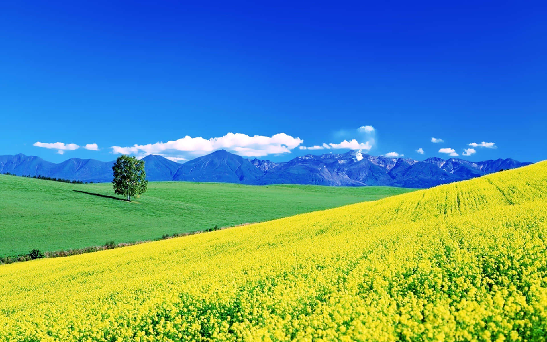 A Yellow Field With Mountains In The Background