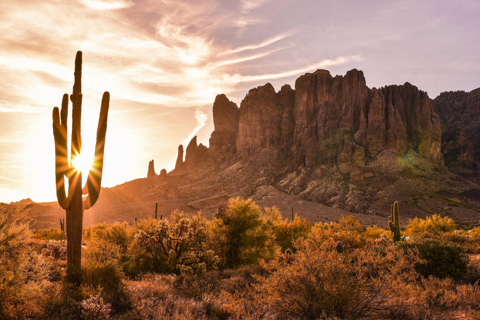 Sonnigerkaktus In Der Wüste Von Arizona Wallpaper