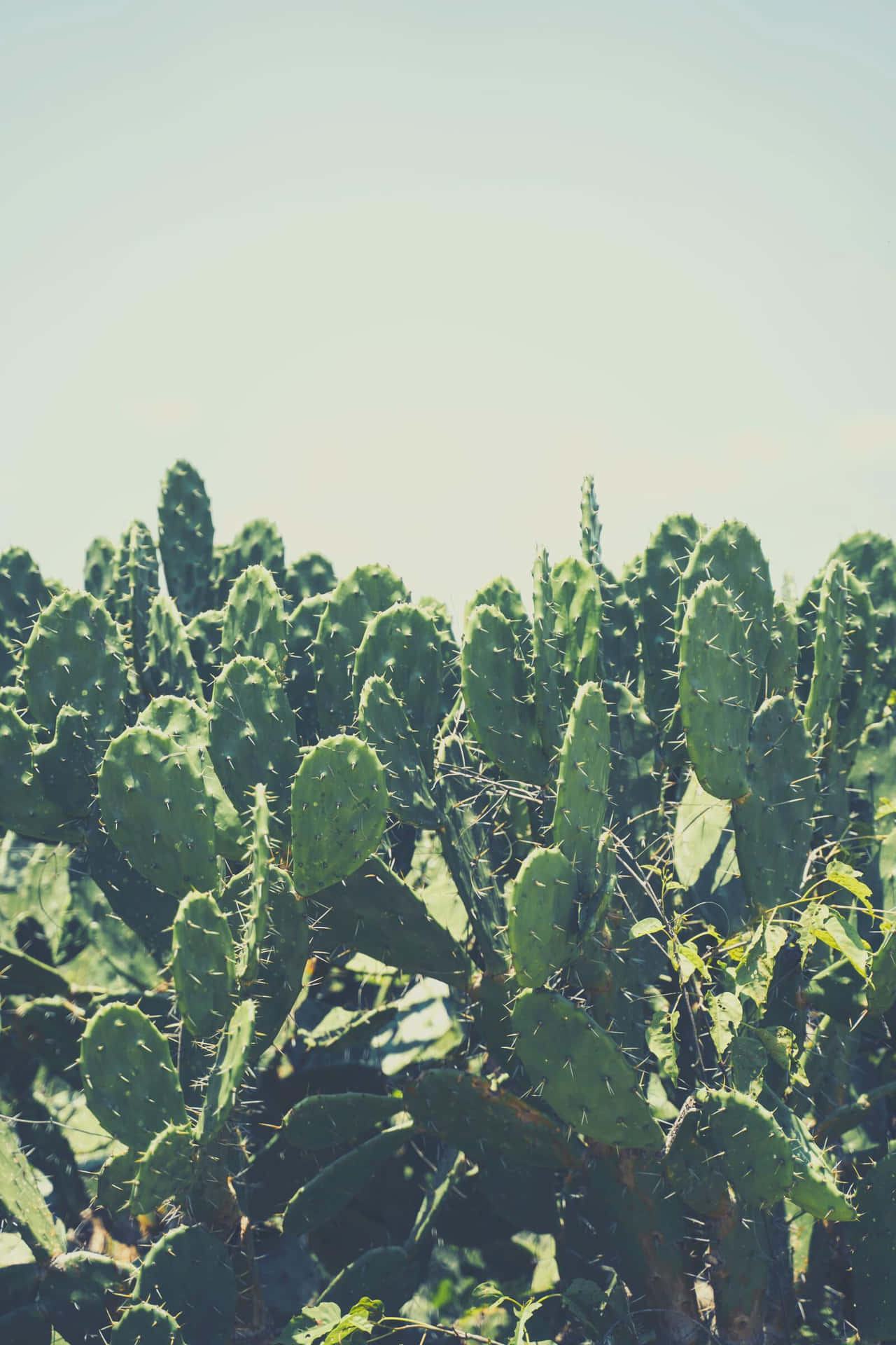 Sunny_ Cactus_ Field_ Spanish_ Landscape Wallpaper