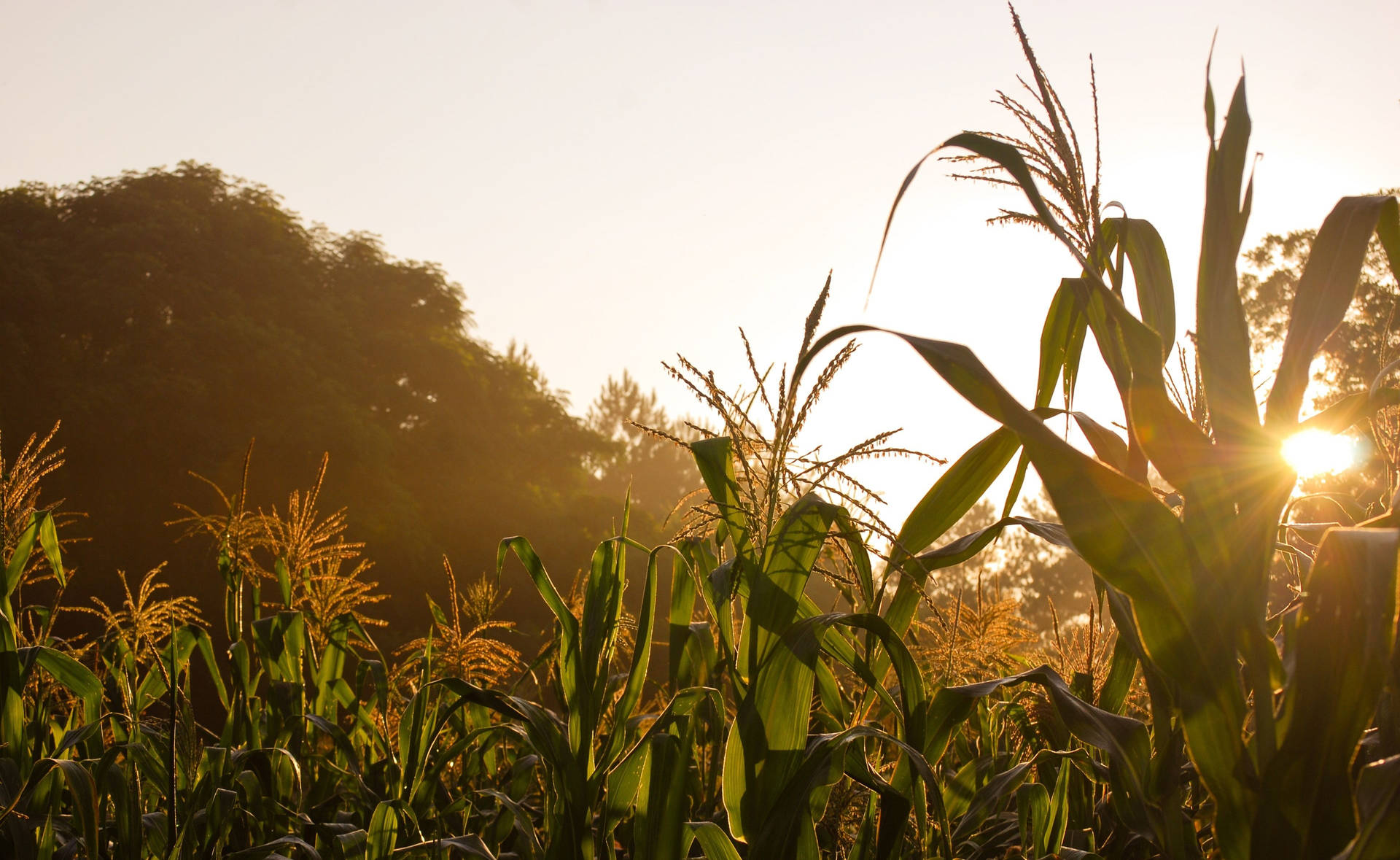 Sunny Corn Field Wallpaper
