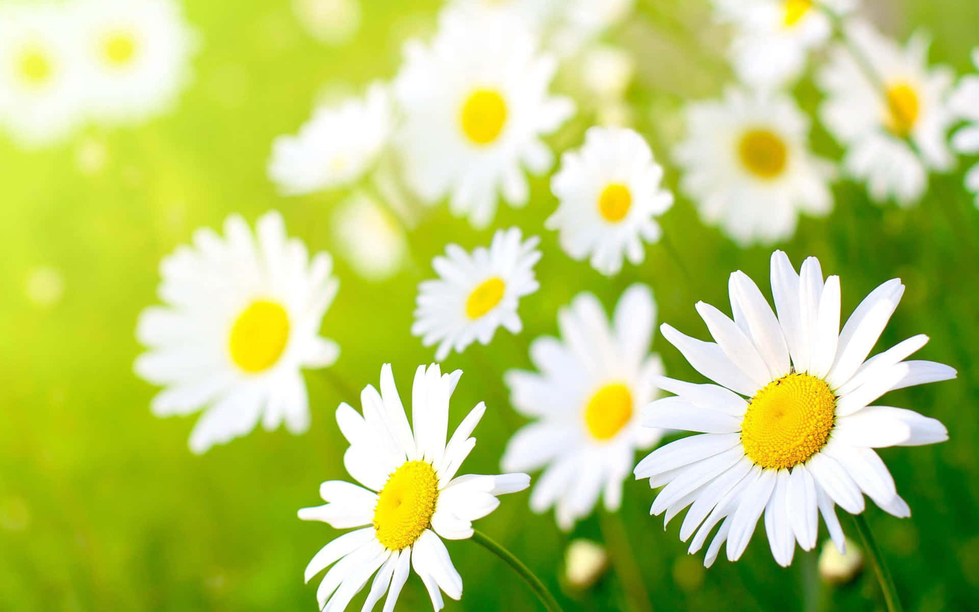 Sunny Daisy Field Springtime Wallpaper