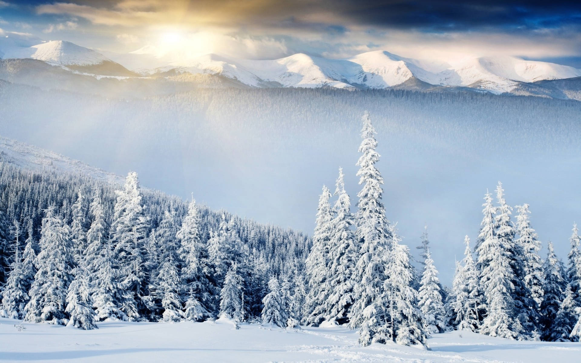 Solskin Dag Mountain Skov Vinter Scenery Wallpaper