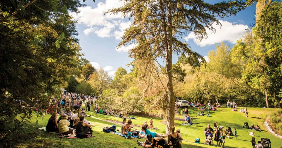 Rassemblement Au Parc Par Une Journée Ensoleillée À Gisborne Fond d'écran