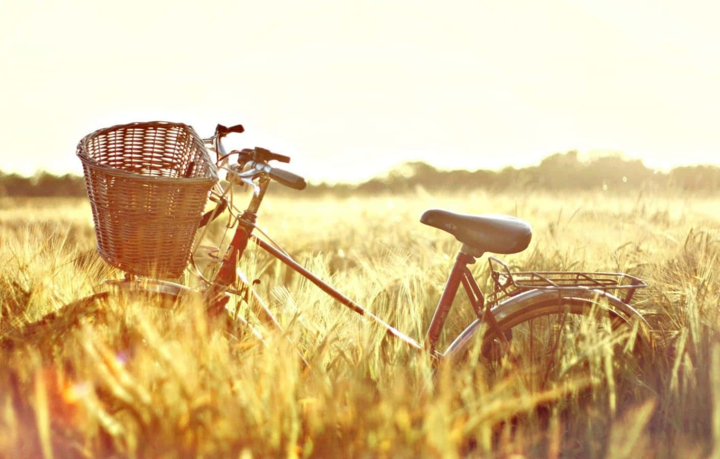 A Bicycle Is Parked In A Field Of Wheat Wallpaper