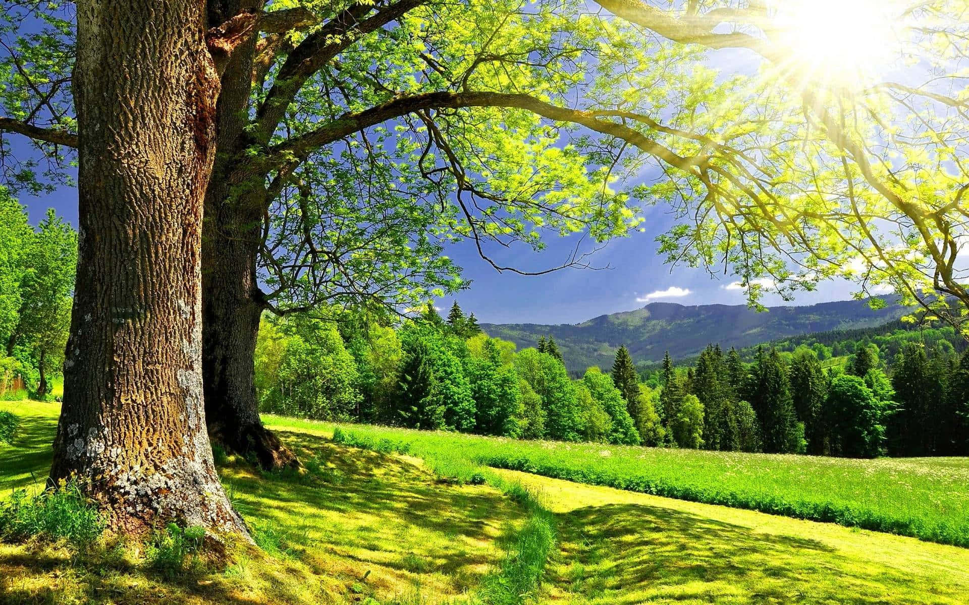 Verdant Tree Scenery Sunny Day Wallpaper