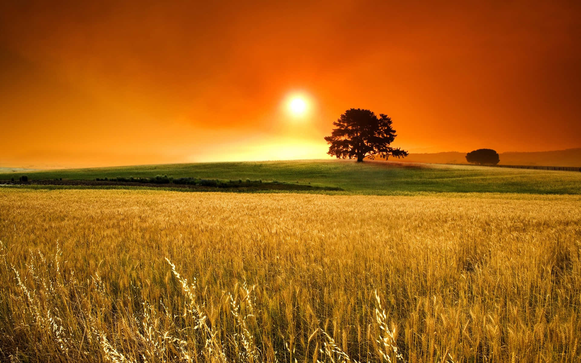 Sunny Day Dusky Wheat Fields Wallpaper