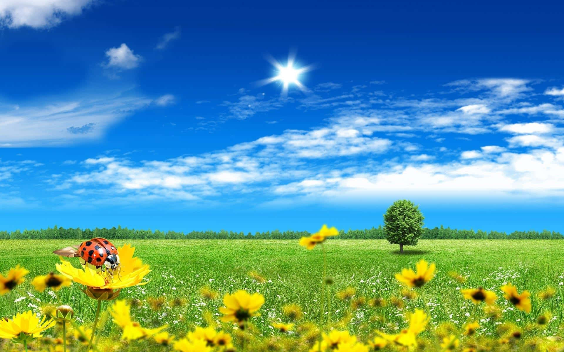 Sunny Day Pretty Sunflower Field Wallpaper