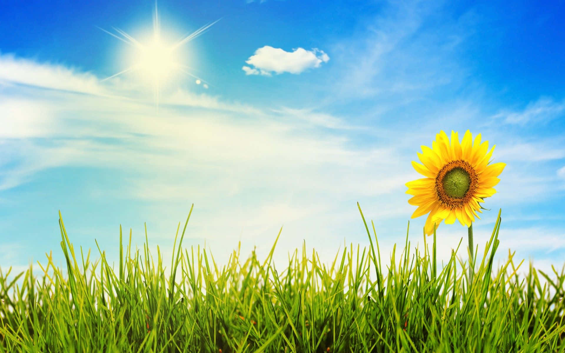Sunny Day Sunflower Green Fields Wallpaper