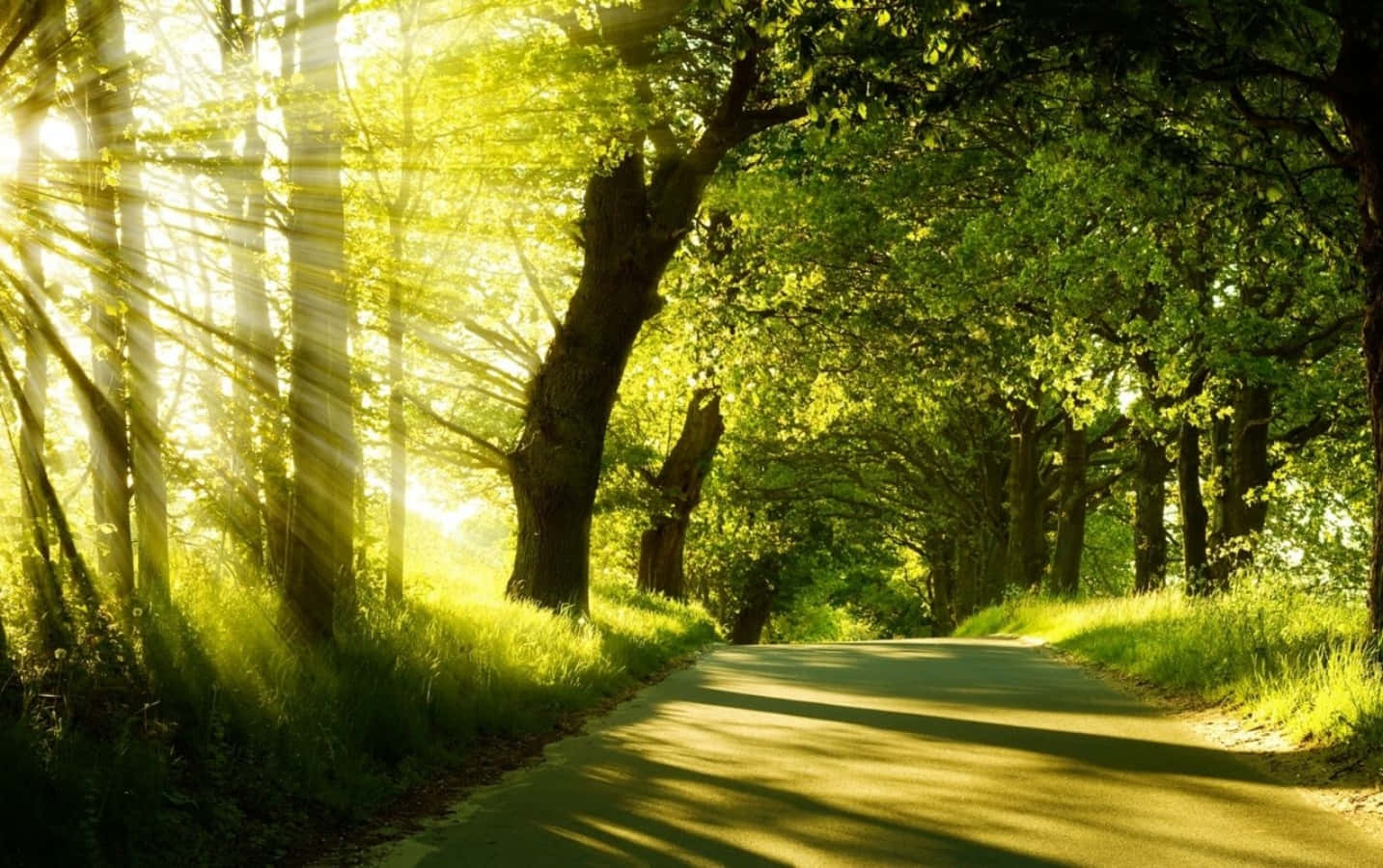 Sunny Day Scenery Woods Peaceful Wallpaper