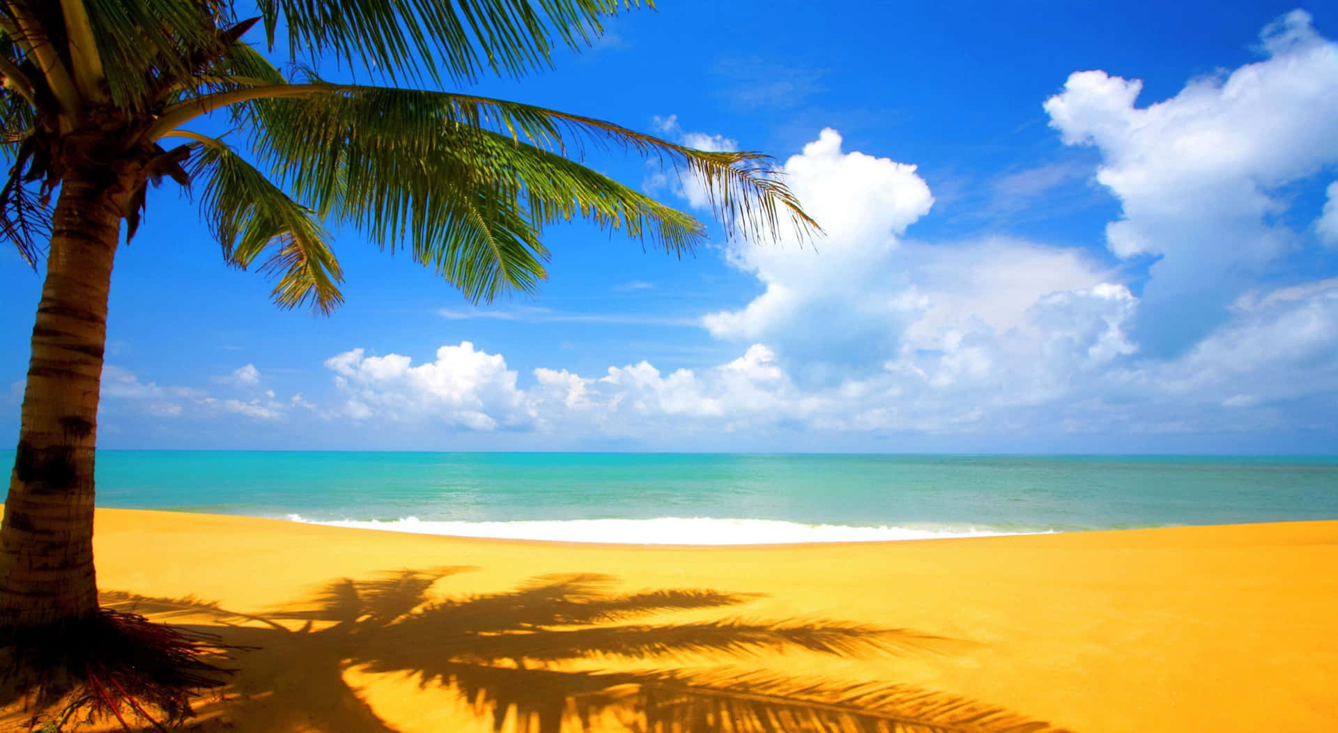Palm Tree Beach Sunny Day Wallpaper