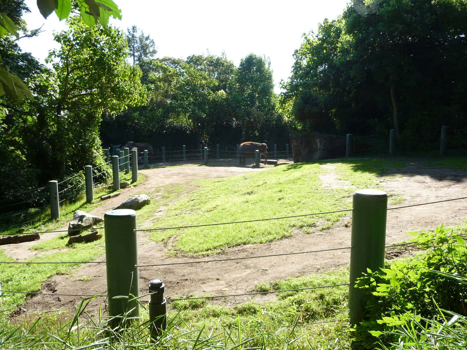 Sunny Dayat Woodland Park Zoo Elephant Exhibit Wallpaper