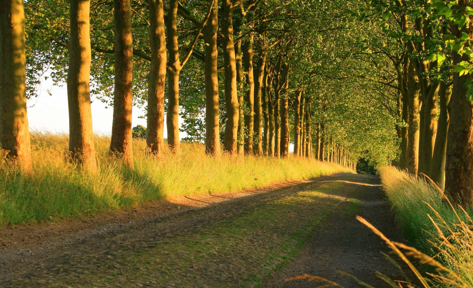 Sunny Dirt Road With Trees Wallpaper