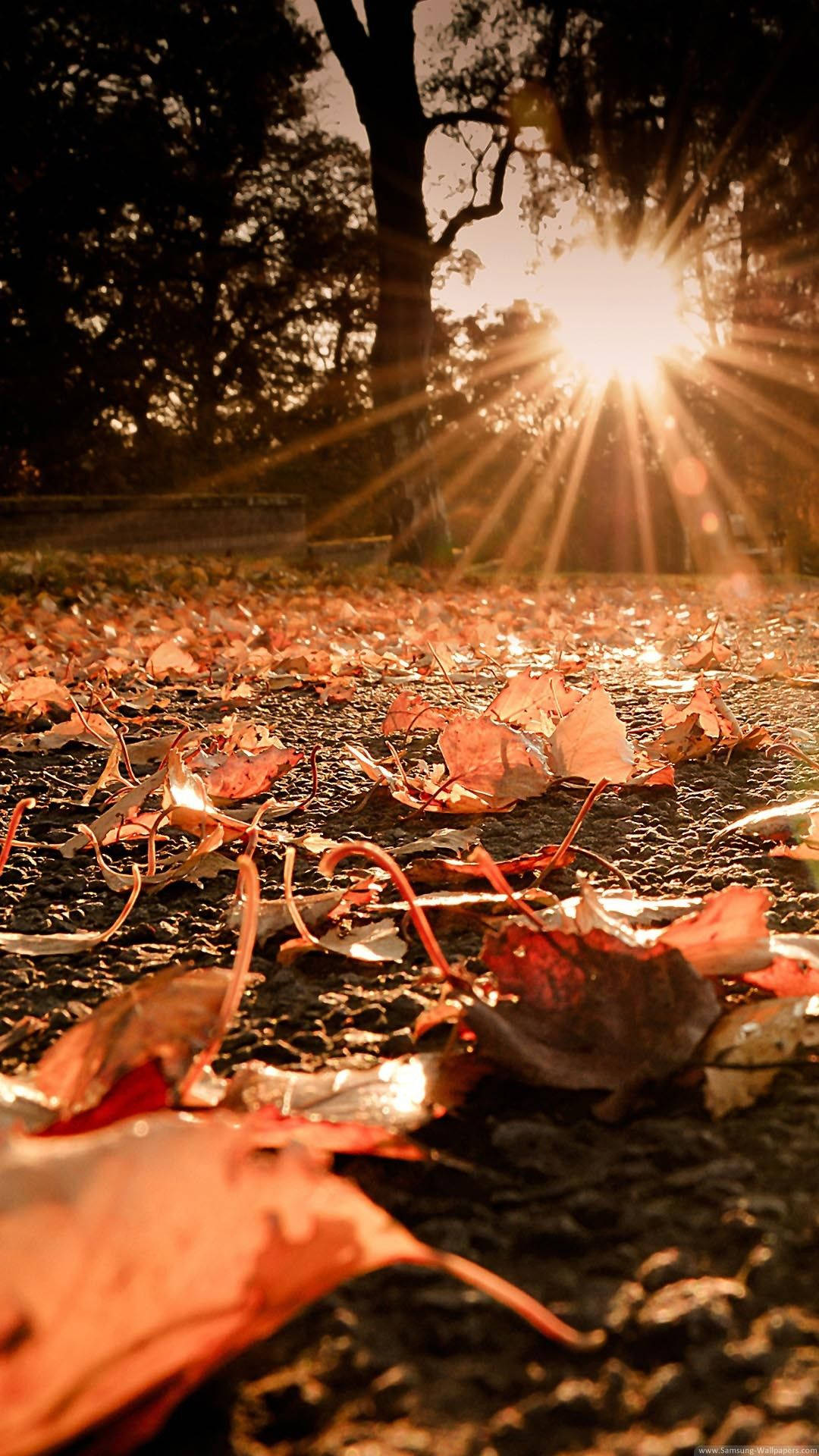 Sunny Fallen Leaves Fall IPhone Wallpaper